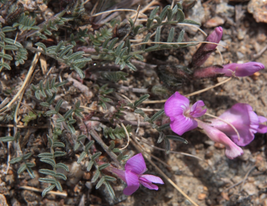 Image of Astragalus angarensis ssp. ozjorensis specimen.