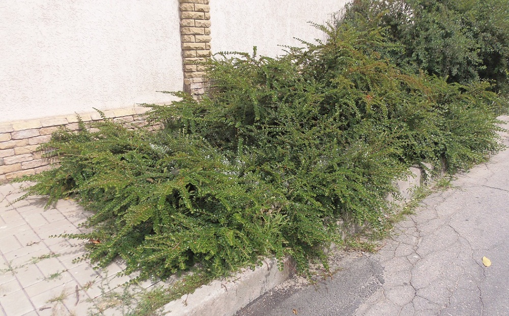 Image of Cotoneaster horizontalis specimen.