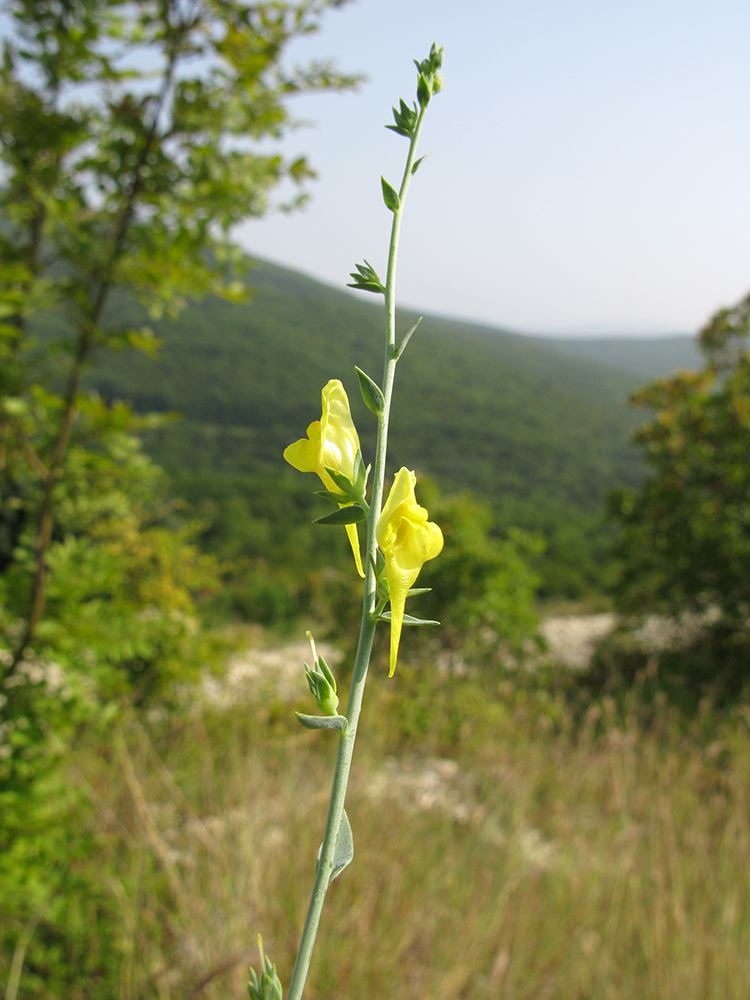 Image of Linaria genistifolia specimen.