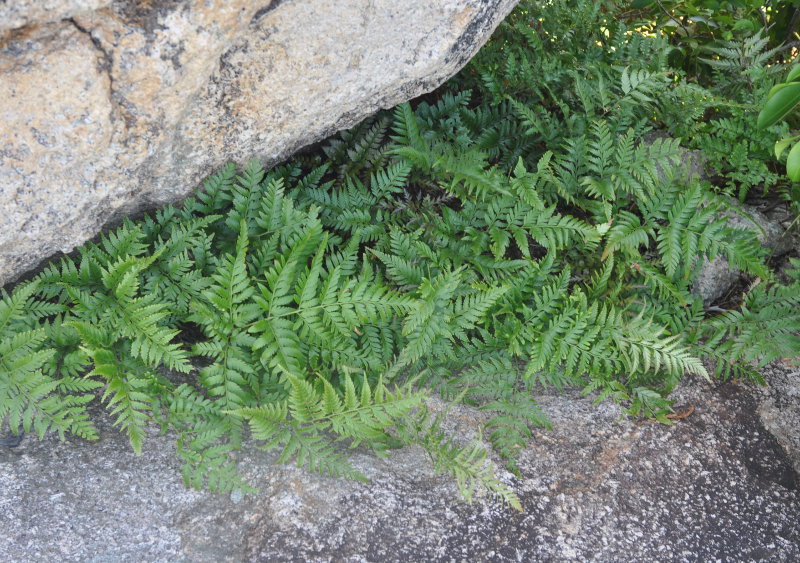 Image of Davallia denticulata specimen.