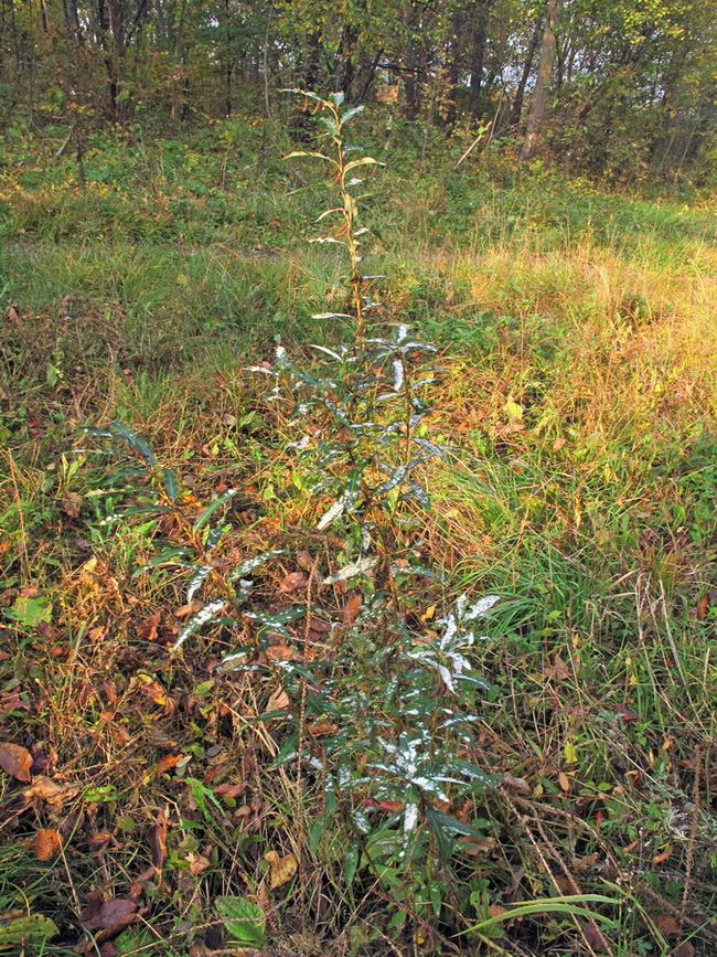 Image of Salix siuzevii specimen.