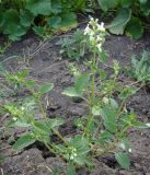 Stachys annua. Цветущее растение на границе огорода и сазовой степи. Краснодарский край, Кущёвский р-н, станица Шкуринская. 27.06.2009.