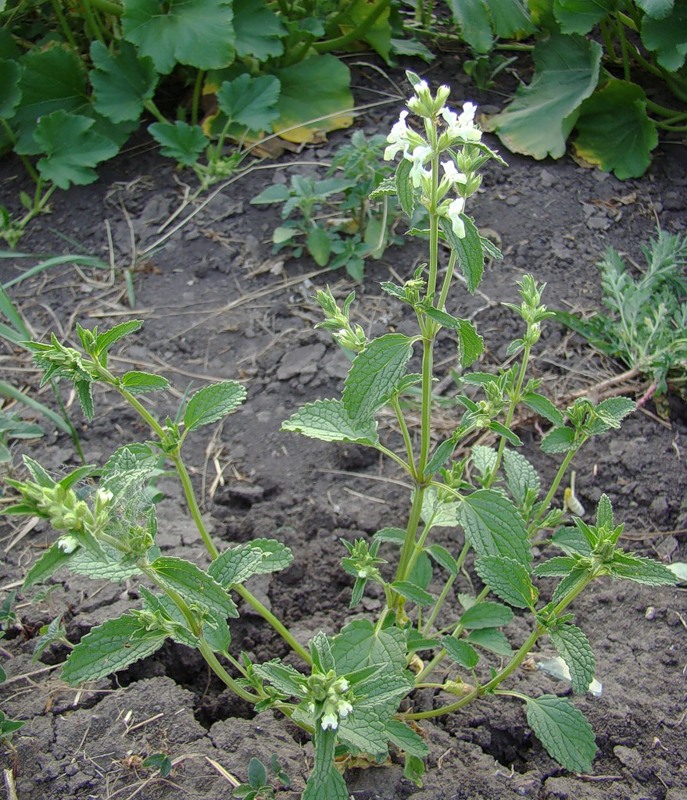 Image of Stachys annua specimen.