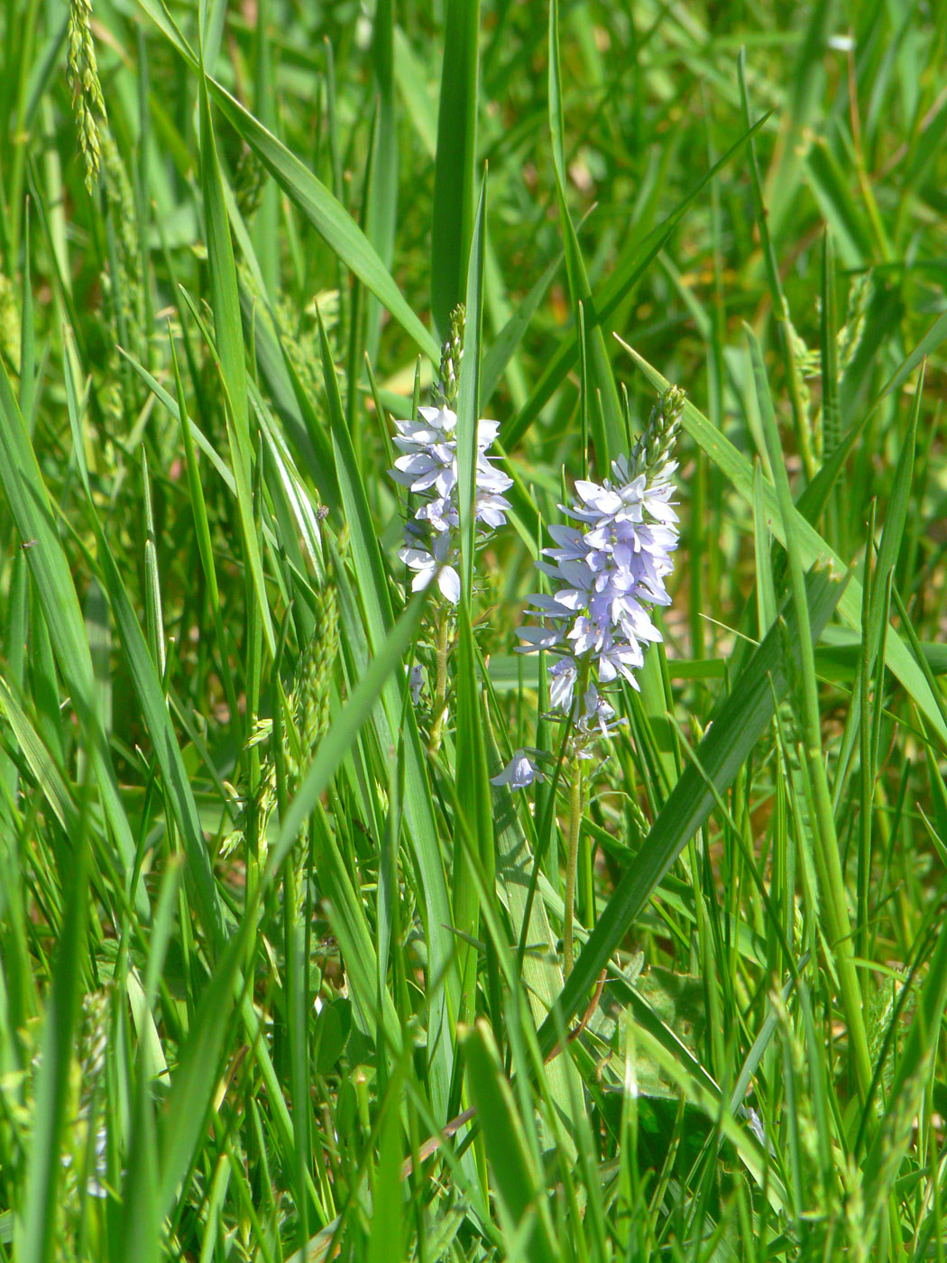 Image of Veronica jacquinii specimen.