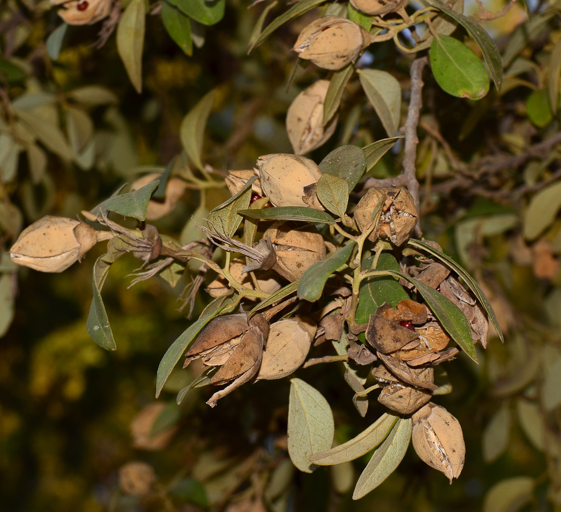 Image of Lagunaria patersonia specimen.