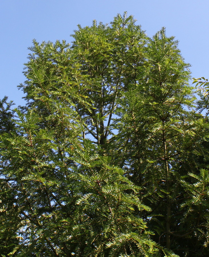 Изображение особи Torreya nucifera.