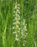 Platanthera bifolia. Соцветия. Иркутская обл., Иркутский р-н, окр. с. Пивовариха, р. Ушаковка. 27.06.2013.