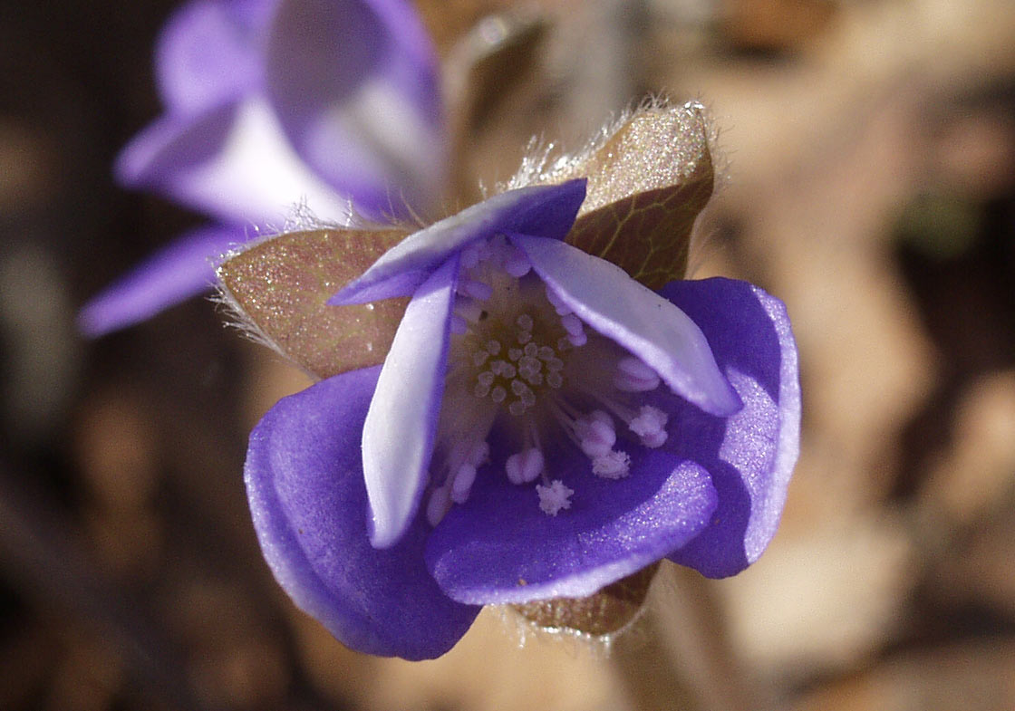 Изображение особи Hepatica nobilis.