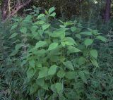 Helianthus tuberosus. Молодые побеги. Курская обл., г. Железногорск, ур. Усть-Воронка, у дороги. 11 июля 2007 г.