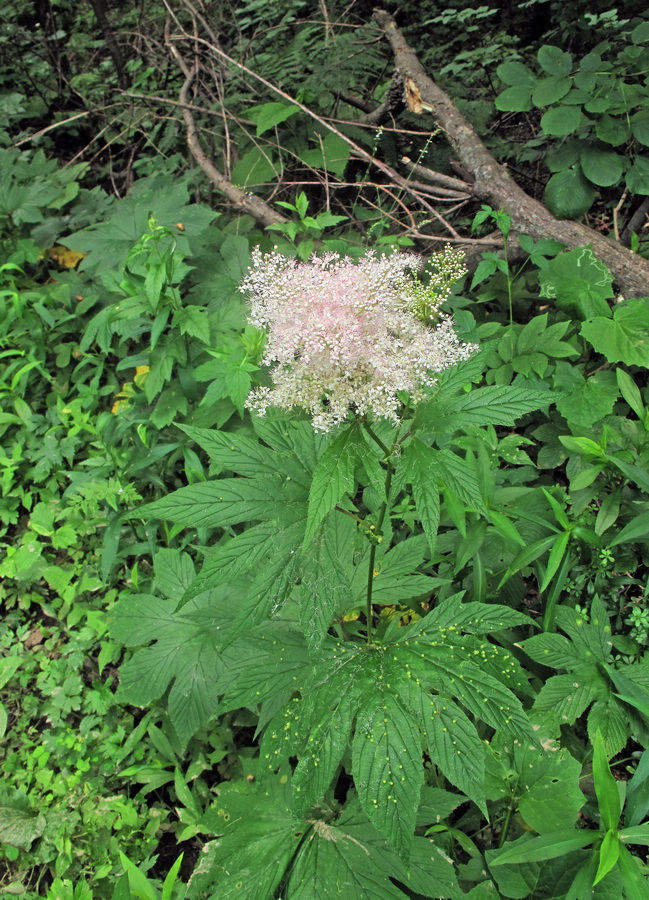 Image of Filipendula palmata specimen.