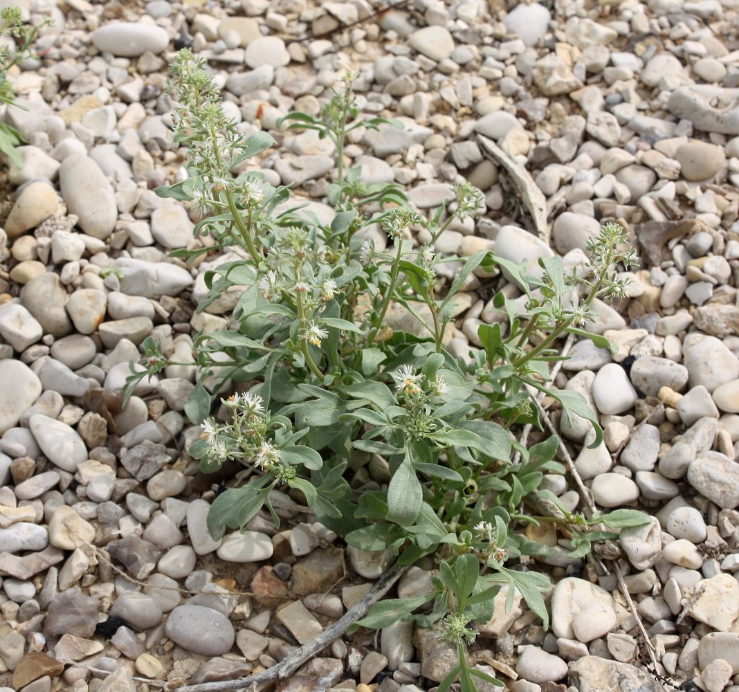 Image of Reseda urnigera specimen.