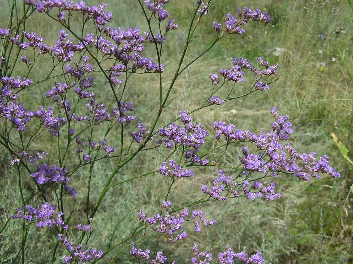 Image of Limonium gmelinii specimen.