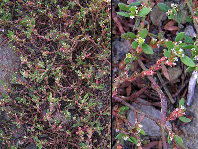 Image of genus Polygonum specimen.