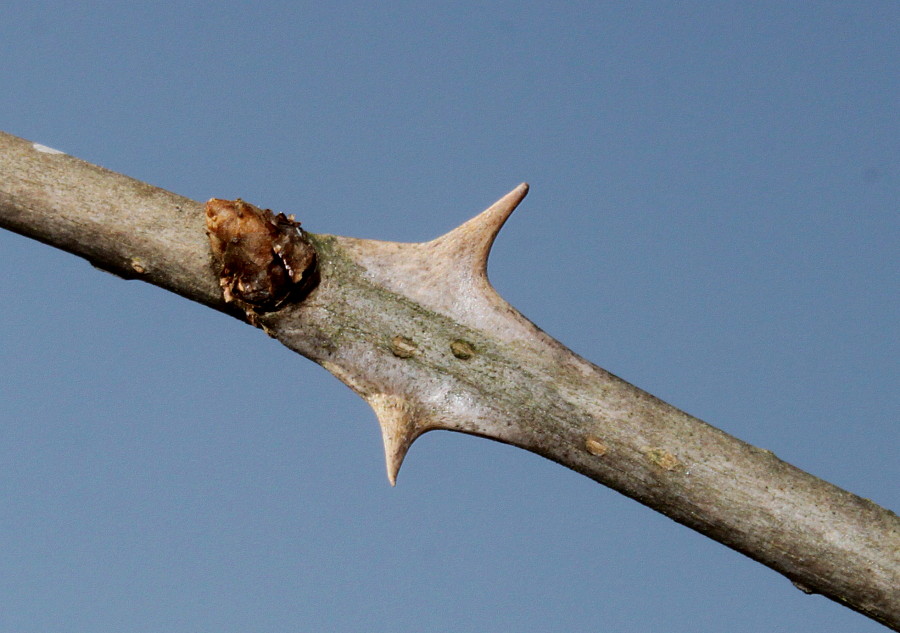 Image of Eleutherococcus lasiogyne specimen.