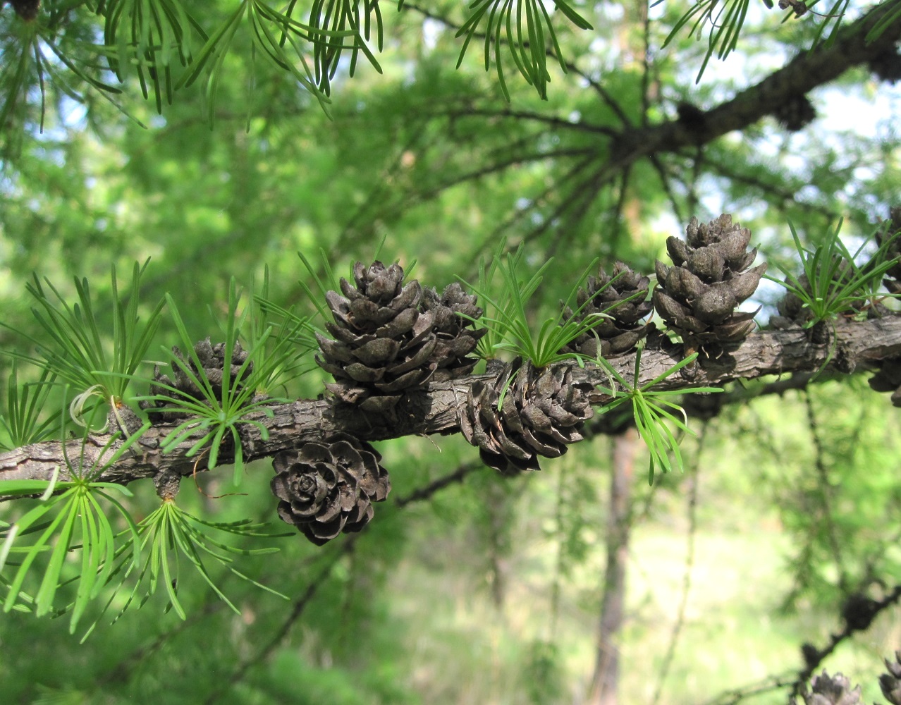 Изображение особи Larix sibirica.