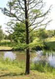 Taxodium distichum. Нижняя часть ствола и кроны молодого растения. Германия, г. Дюссельдорф, Ботанический сад университета. 04.05.2014.