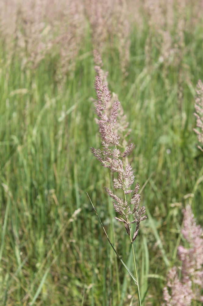 Image of Calamagrostis epigeios specimen.