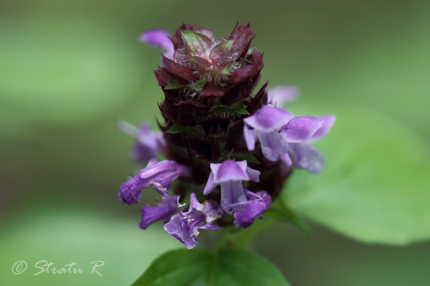 Image of Prunella vulgaris specimen.