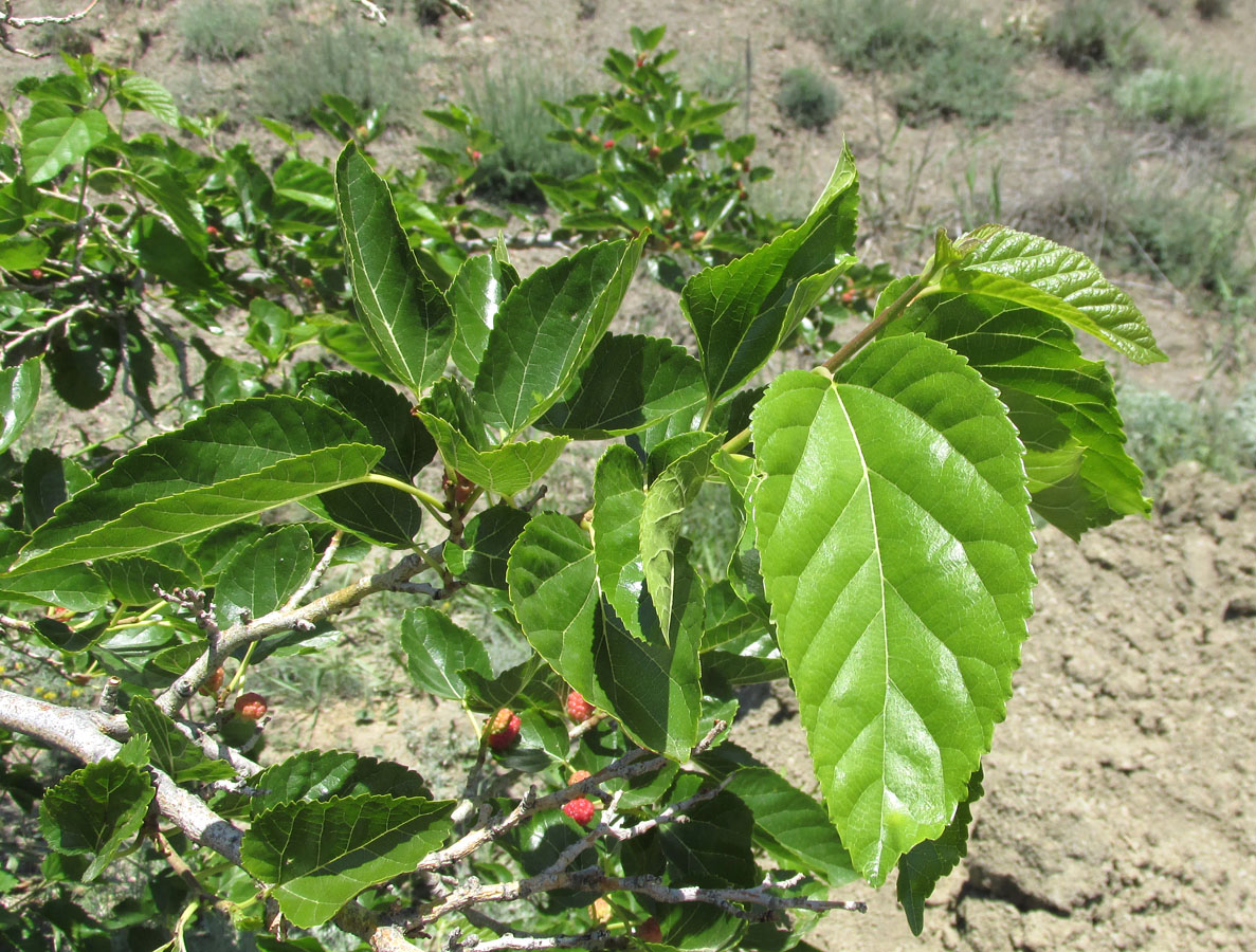 Изображение особи Morus alba.