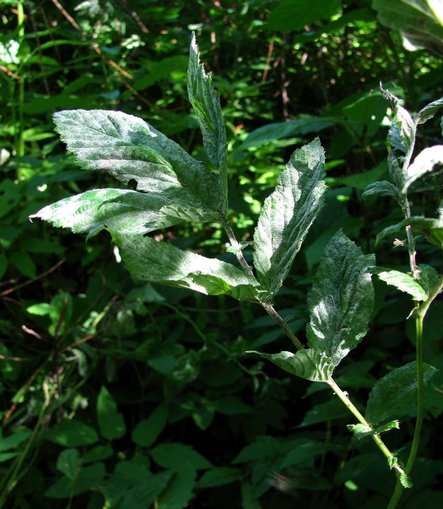 Image of Filipendula ulmaria specimen.