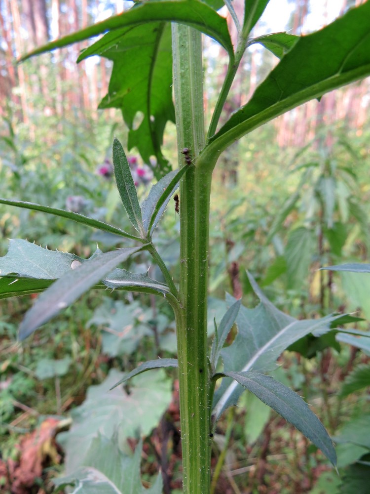 Image of Cirsium setosum specimen.