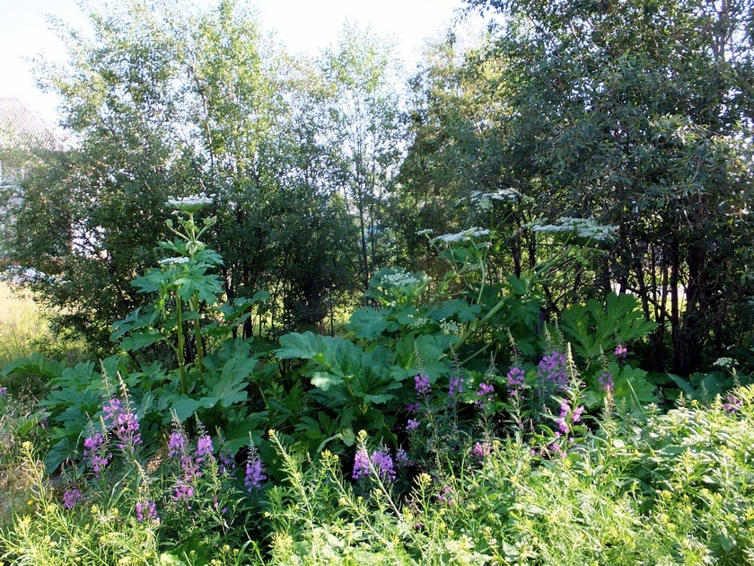 Image of Heracleum sosnowskyi specimen.