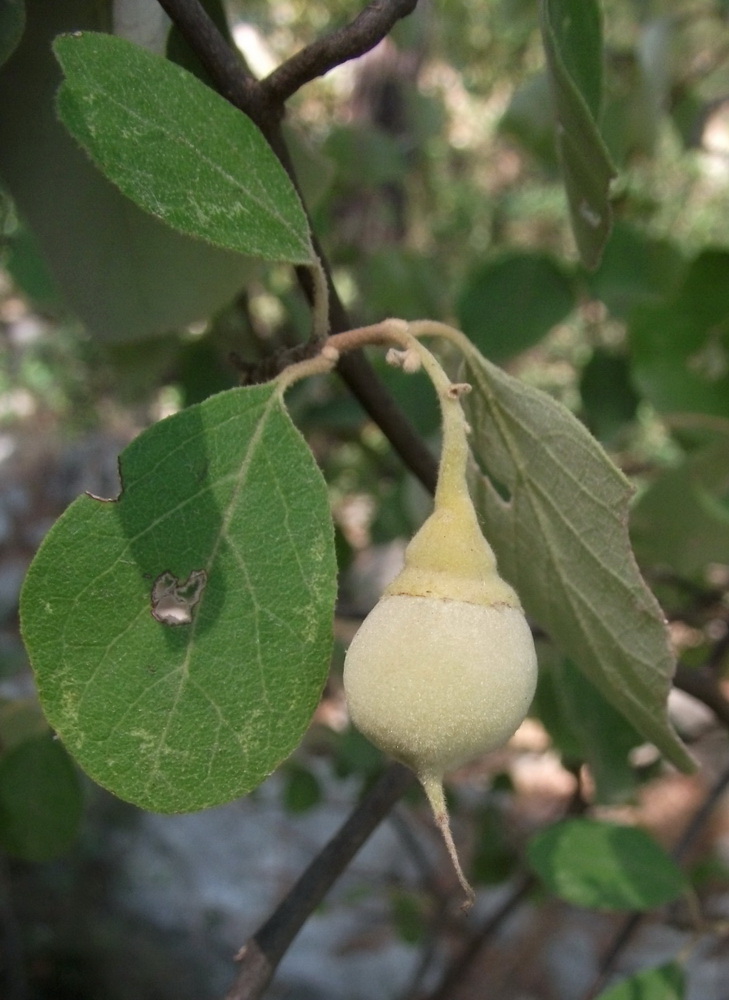 Image of Styrax officinalis specimen.