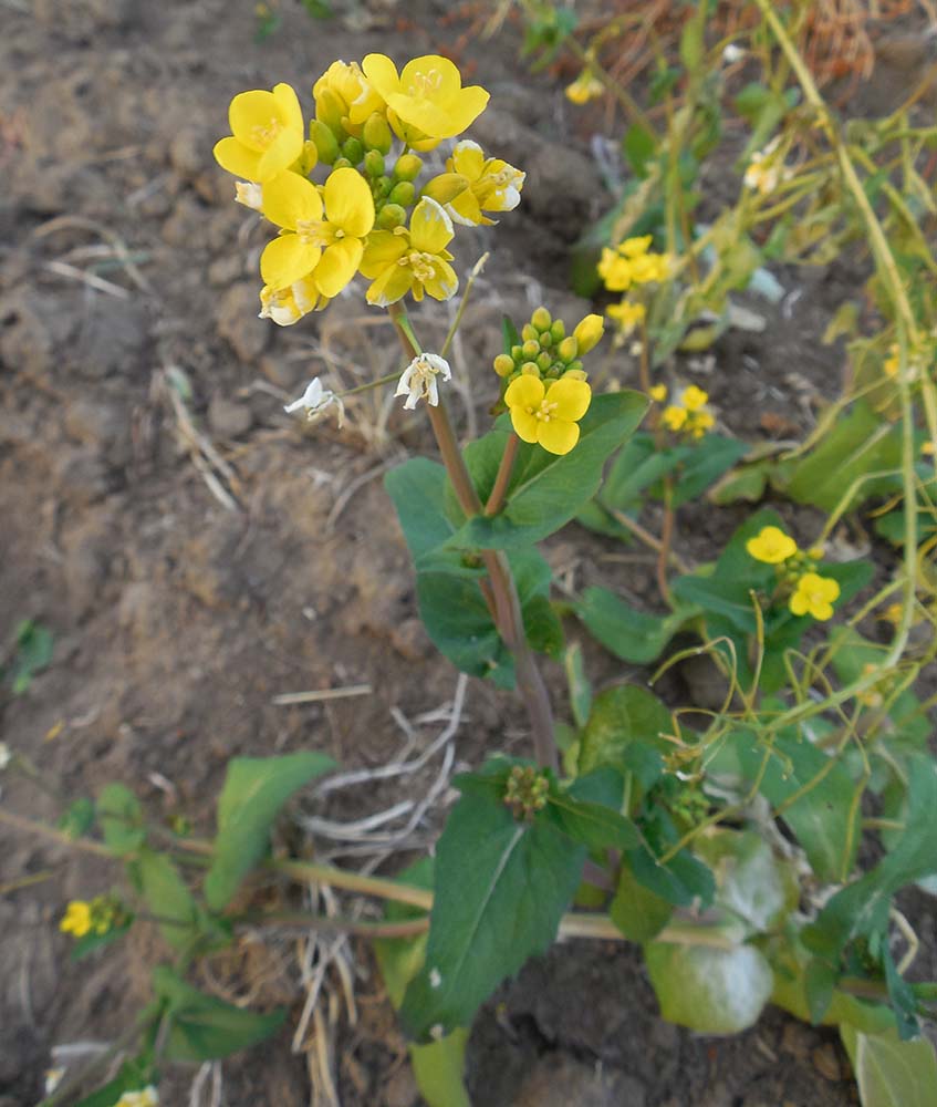 Изображение особи Brassica campestris.