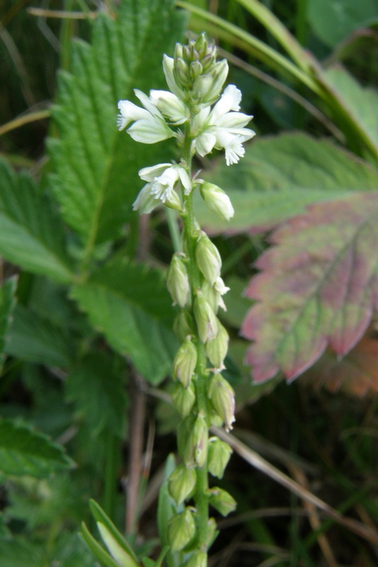 Image of Polygala comosa specimen.