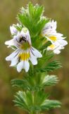 Euphrasia fennica