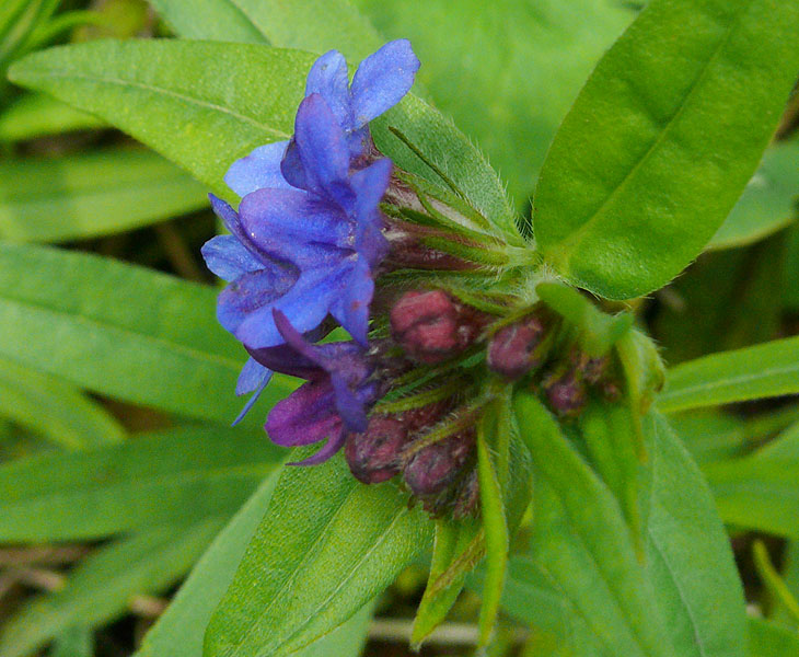 Изображение особи Aegonychon purpureocaeruleum.