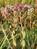 Hylotelephium triphyllum. Верхняя часть стебля с соцветием. Ленинградская обл., пойма р. Луги, август.