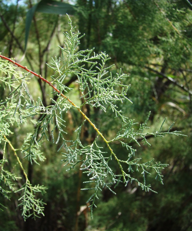 Image of Tamarix ramosissima specimen.