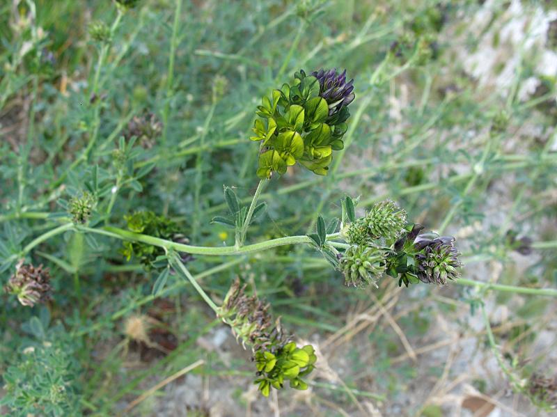 Image of Medicago &times; varia specimen.