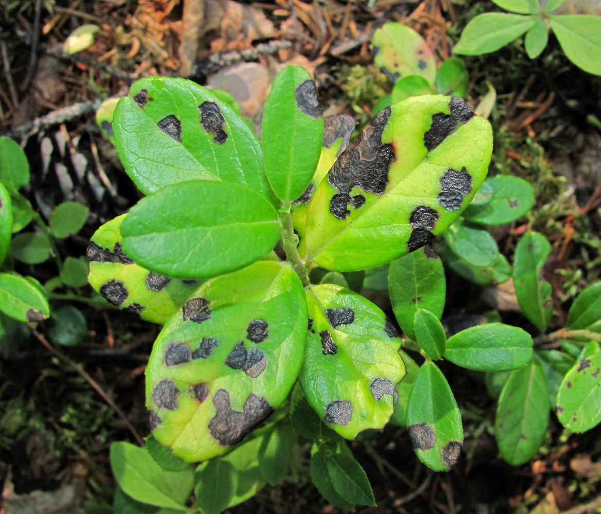 Image of Vaccinium vitis-idaea specimen.