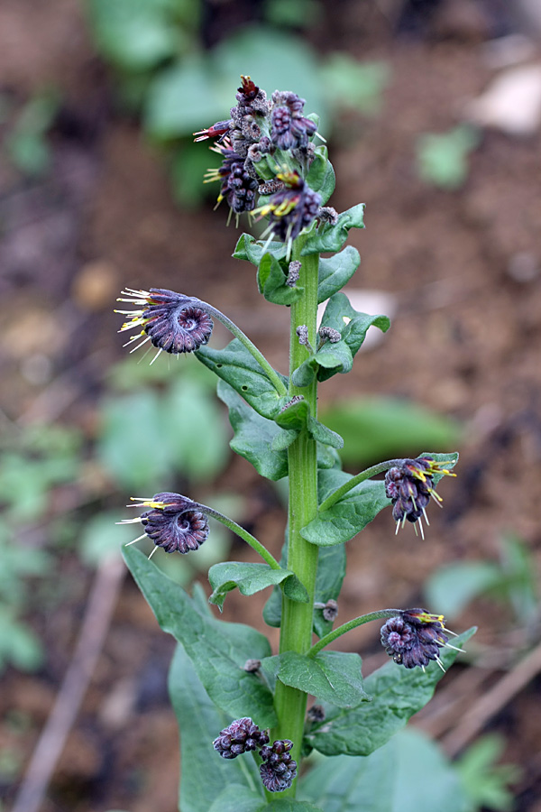 Image of Solenanthus circinnatus specimen.