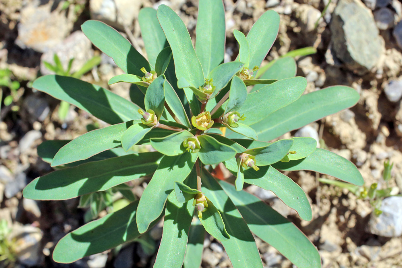 Image of Euphorbia rapulum specimen.