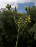 Sonchus palustris