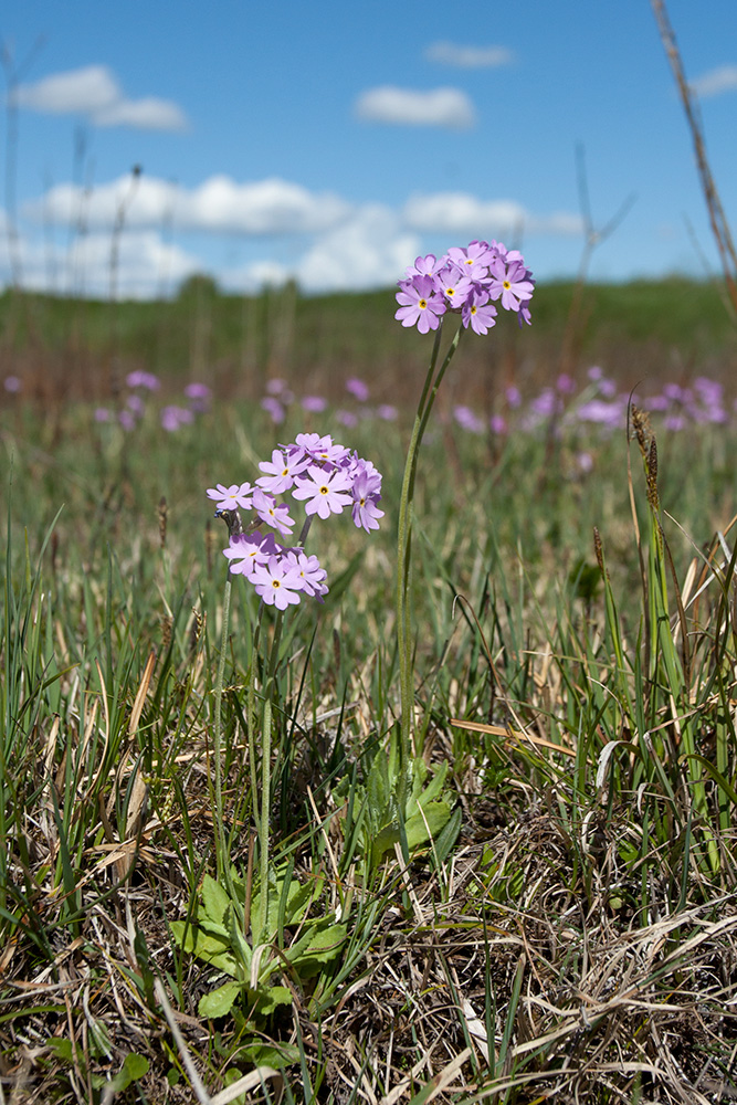 Изображение особи Primula farinosa.