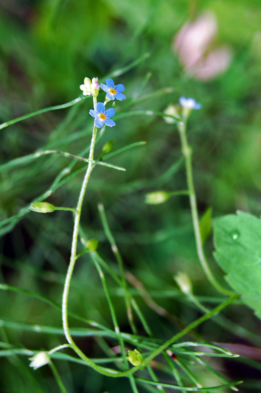 Изображение особи Myosotis cespitosa.