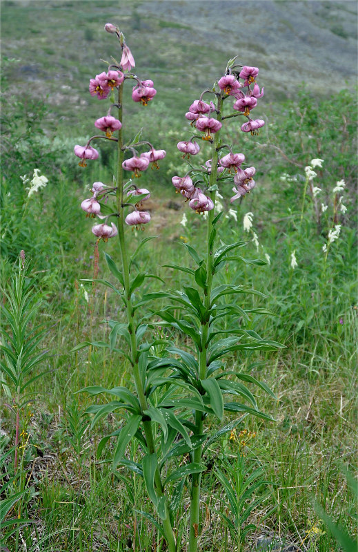 Image of Lilium pilosiusculum specimen.