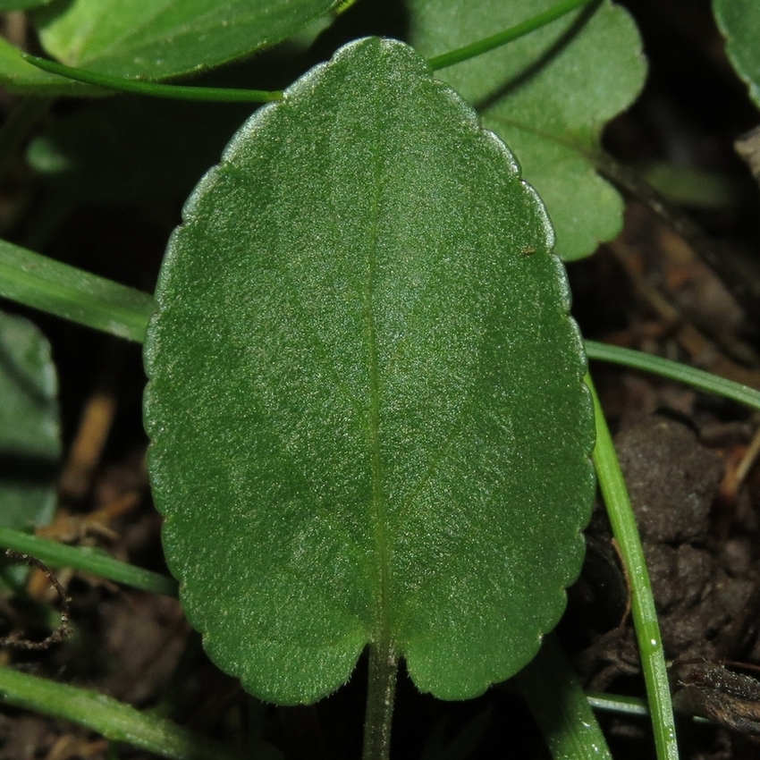 Image of Viola rupestris specimen.