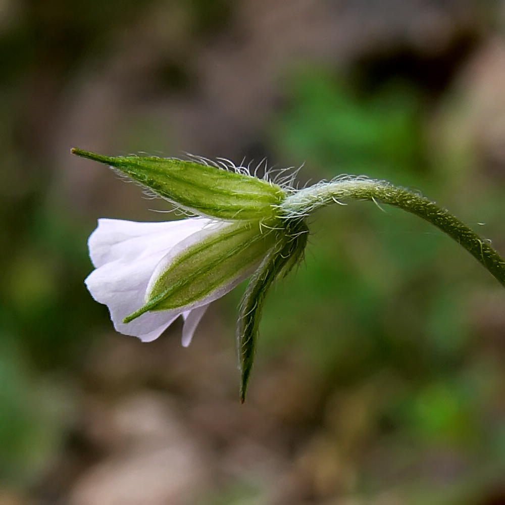 Image of Geranium sibiricum specimen.