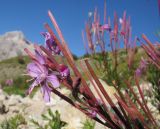 Chamaenerion colchicum. Цветок и завязавшиеся плоды. Адыгея, Кавказский биосферный заповедник, южный склон горы Оштен, исток р. Мутный Тепляк, субальпийский пояс, выс. ≈ 2000 м н.у.м., каменистая осыпь. 30.08.2015.