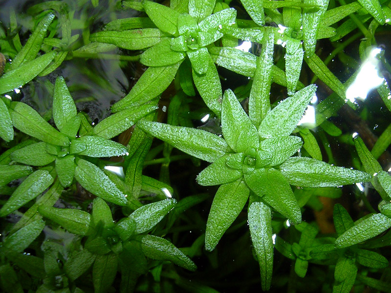 Image of Callitriche cophocarpa specimen.