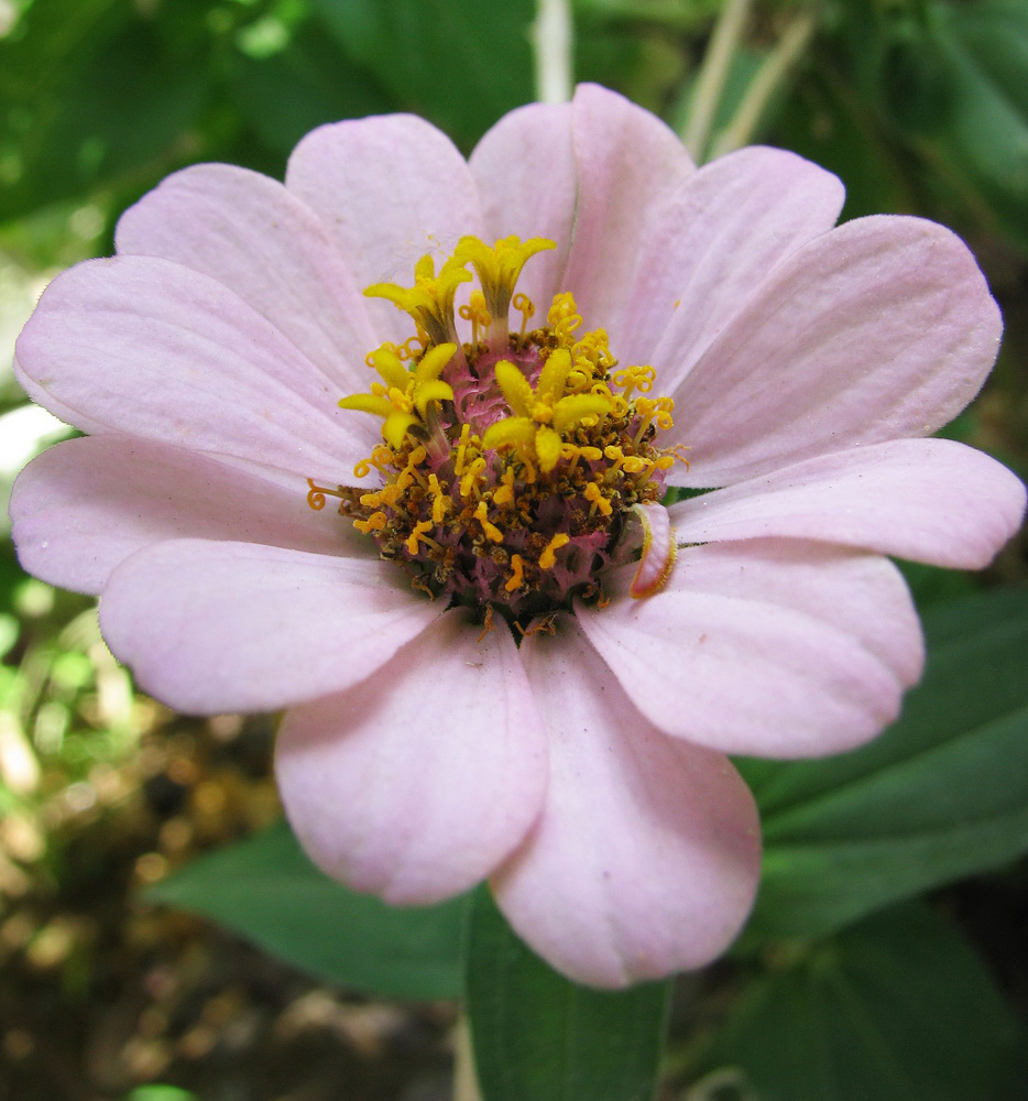 Image of Zinnia elegans specimen.