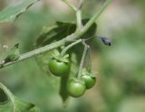 Solanum nigrum. Часть побега с незрелым соплодием. Восточный Казахстан, Уланский р-н, с. Украинка, дачный участок. 07.09.2012.