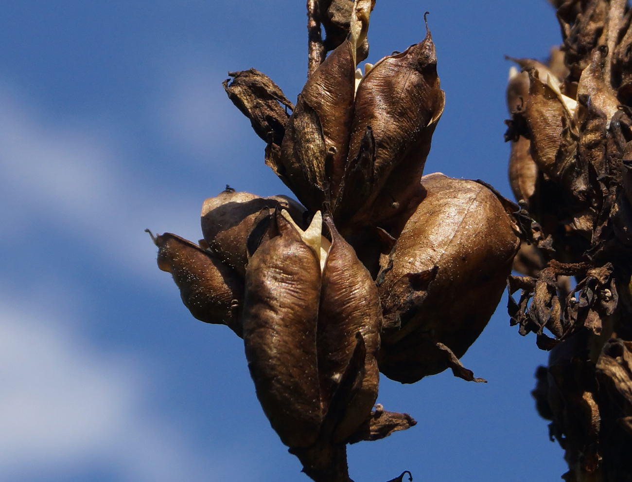 Изображение особи Veratrum lobelianum.