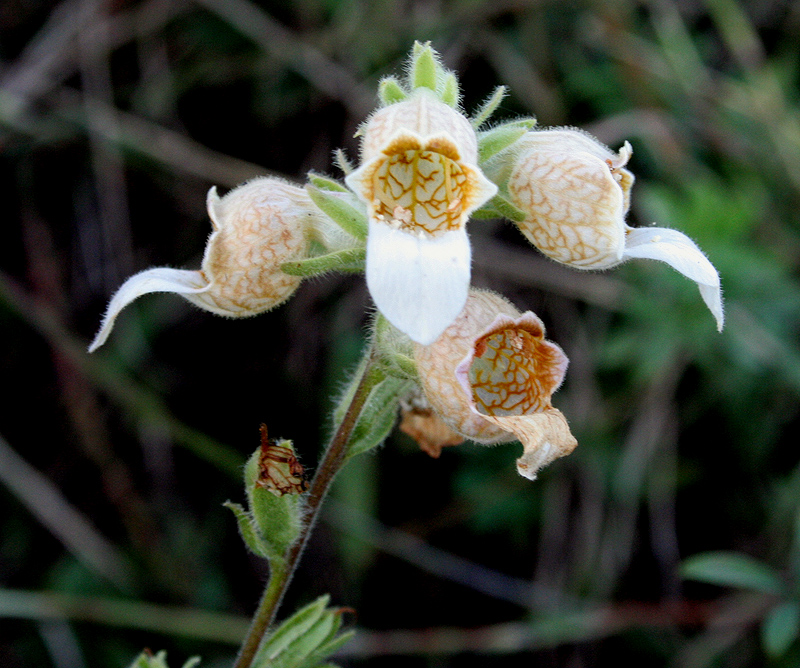 Изображение особи Digitalis lanata.