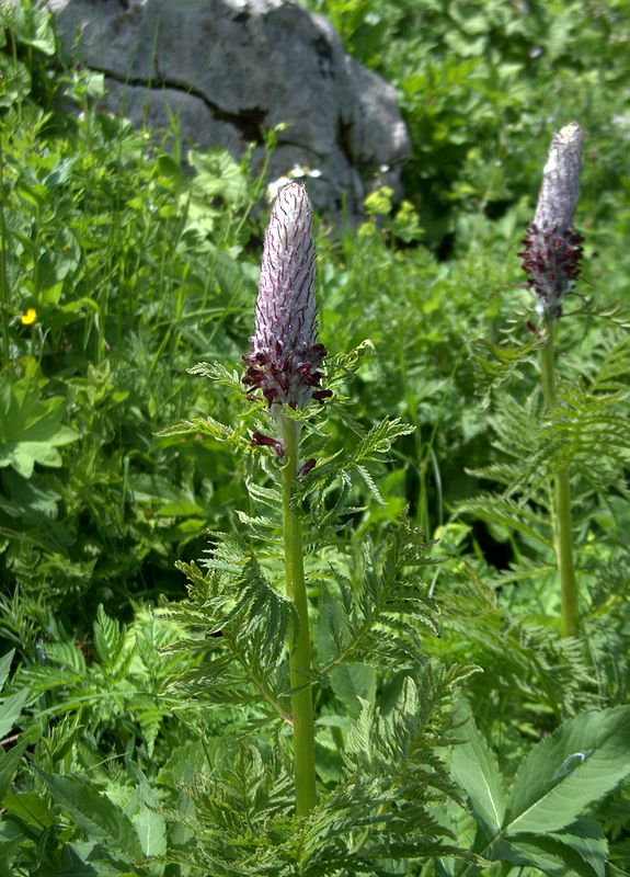 Image of Pedicularis atropurpurea specimen.